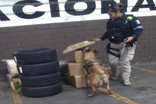 Unidad canina de la SSC de Puebla aseguró alrededor de tres kilogramos de posible droga; hay un detenido