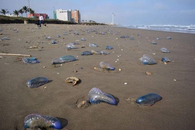 Alerta de medusas en playas de Veracruz