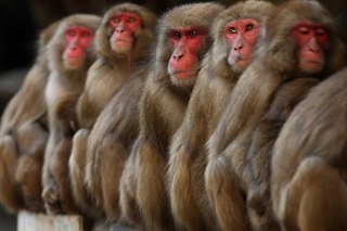 ¿Por qué monos están atacando en Japón? Suman casi 50 agresiones