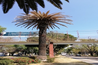 Inicia Ayuntamiento de Puebla, tratamiento de 150 palmeras