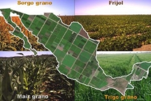 Más del 80% de la superficie agrícola en México depende del régimen pluvial