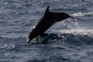 ¿Delfines espías? Instituto de EU acusa a Rusia de usarlos en guerra con Ucrania