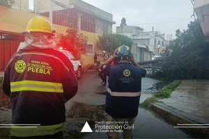 Puebla capital colapsa ante lluvias; cae árbol en la 56 poniente 