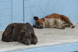 ¡Crueldad en Nuevo León! Encuentran 15 perros calcinados en un predio