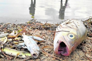 Se seca presa en Ajuchitlán, Guerrero; mueren toneladas de peces