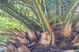 Árboles y palmeras de Puebla reciben tratamiento fitosanitario