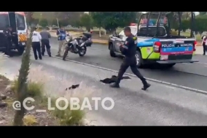 ¡Como animales! policías de la SSC de Puebla atropellan a mujer