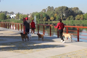 Ofrece medio ambiente municipal curso de adiestramiento canino