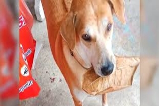 Perritos pagan comida con hojas y papeles y se viralizan