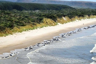 Encuentran 230 ballenas varadas en Australia, la mitad muertas
