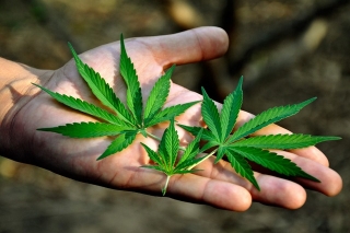 La Suprema Corte de Justicia de la Nación despenaliza el consumo lúdico de la marihuana