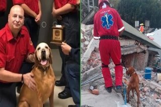 Muere Titán, el perro rescatista que salvó 36 vidas tras el sismo de 2017