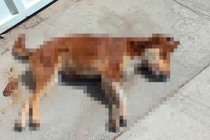 ¡Indignante! Envenenan a 14 perros en Tehuacán; animalistas promueven denuncias