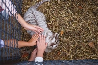 Crueldad en Mazamitla, Jalisco: drogan a animales en “Camino Real del Tigre” para que turistas los toquen