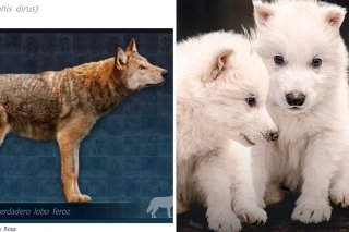Empresa biotécnica Colossal revive al lobo terrible extinto hace 70 mil años