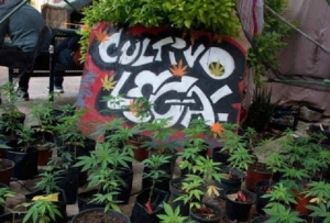 Legalización del &quot;cannabis&quot;; la alegría de los jóvenes y el temor para los criminólogos y adultos