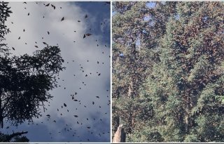 Abren 5 santuarios de mariposa monarca en Michoacán y Estado de México