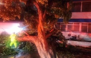 Atiende Gobierno de la Ciudad reportes por inundaciones y caída de árbol