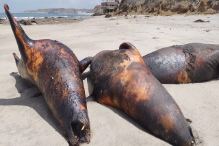 ¿Playas de Latinoamérica contaminadas? ¡Alerta, intoxicación de turistas!
