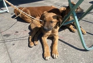 Realiza Gobierno de la Ciudad Jornada Integral de Atención Animal en San Miguel Canoa
