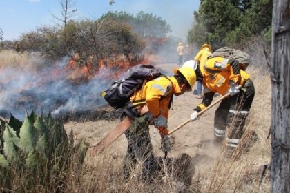 Labores preventivas, permiten resultados exitosos de la Policía Forestal