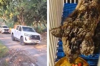 Osa Mina llega a su nueva casa, la Fundación Invictus en Hidalgo