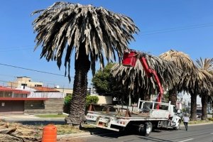 Gobierno de la Ciudad realiza intervenciones en palmeras en la Colonia La Paz y Avenida Juárez