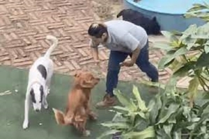 Guardería de perros en Veracruz es exhibida en VIDEO por maltrato animal