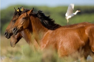 Australia sacrificará a 10 mil caballos salvajes por amenazar especies endémicas