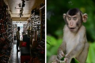 ¡No me lo van a creer! Mono provoca apagón general en Sri Lanka