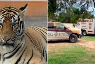 Alerta en Xicotepec: tigre se escapa tras el desborde del río San Marcos