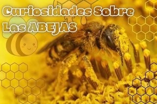 Datos curiosos sobre las abejas