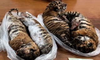 Hallan siete tigres congelados en un auto en Vietnam