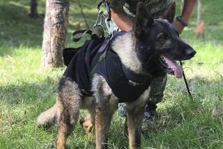 ¿De qué murió Proteo, perrito rescatista en Turquía? Entrenador responde