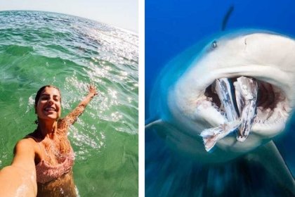 Turista pierde ambas manos: “en un intento de tomar fotografías” con un tiburón