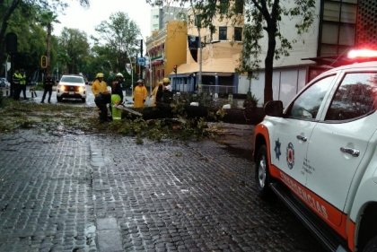 Atienden Protección Civil y Control de Tránsito Municipal caída de árbol en la Avenida Juárez, descarta personas lesionadas