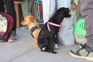 Se llevó a cabo Jornada de Esterilización en el marco del Día Internacional de los Derechos de los Animales