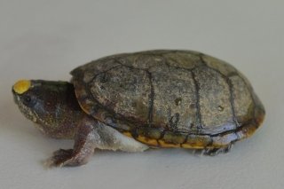 Roban tortugas “Casquito de Vallarta” del CUCosta; están en peligro de extinción