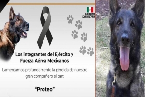 Misión cumplida, héroe: muere “Proteo”, perro rescatista de México en Turquía