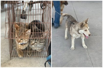Llega Jornada de Bienestar Animal en la Unidad Deportiva Aníbal Abarca