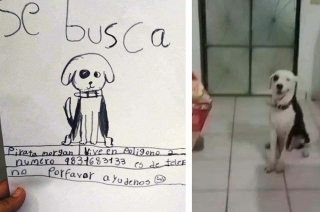 ¡Final feliz! Encuentran a perro en Chetumal gracias a un cartel que dibujó una niña