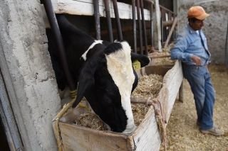 Carroll colabora en mitigar el impacto del Cambio Climático con la producción de forrajes