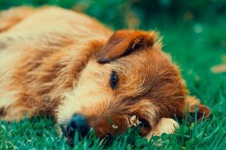 CEDH investiga envenenamiento masivo de perros en Panindícuaro